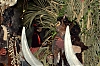 CarnavalSitges2011_0647.jpg