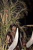 CarnavalSitges2011_0653_NEF.jpg