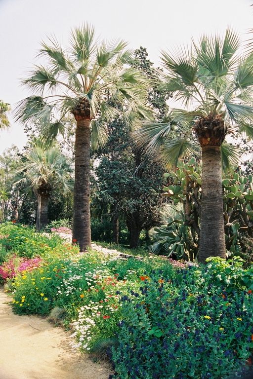 Blanes 2003
Foto de Blanes. Jardi botanic.
Keywords: Blanes Jardi Botanic